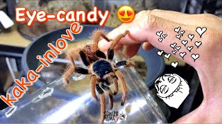 Maganda pero mahiyain 😁 Miss Colombia tarantula rehousing [upl. by Nortad797]