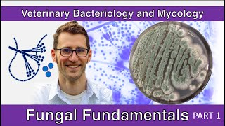 Fungal Fundamentals Part 1  Veterinary Bacteriology and Mycology [upl. by Tabbi401]