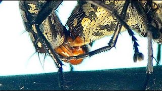 FLESH FLY Sarcophagidae mating Macro Educational Nature Science Detailed closeup [upl. by Eetnwahs324]