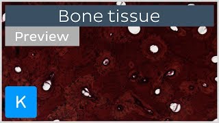 Bone tissue structure histology and anatomy preview  Kenhub [upl. by Yrailih]