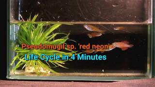 Fish Life Cycle in 4 Minute  Pseudomugil luminatus Red Neon  silver darte aquatics [upl. by Whitcher904]