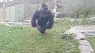 Gorilla charging at Zoo Barrier Breaking glass 2016 [upl. by Enrahs431]