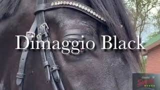 Dimaggio Black Training Mai 2020 [upl. by Airtemad]