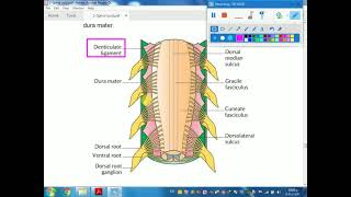 5Meninges of spinal cordamp lumbar puncture [upl. by Mychael869]