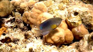 Onespot damselfish Chrysiptera unimaculata Однопятнистая хризиптера [upl. by Guidotti203]