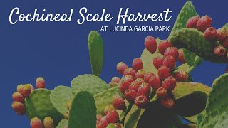 Cochineal Harvest at Lucinda Garcia Park [upl. by Innavoig286]