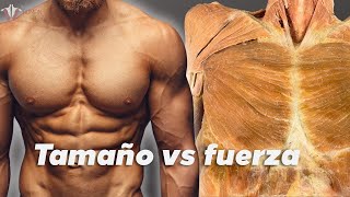 Fuerza vs hipertrofia la ciencia detrás del desarrollo muscular [upl. by Ahsenyt]