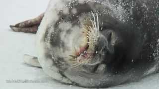 Eerie Vocals of Weddell Seal Pup amp Adult [upl. by Jacintha]