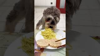 Puppy food review dog pets pupyy Pets dogfoodreview puppy puppyvideos cute Dog [upl. by Asertal]