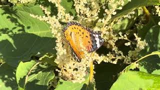 イタドリの花の蜜を吸うツマグロヒョウモン 20241001 Butterfly [upl. by Amitak80]