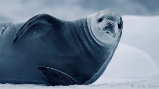 Your 5 Facts About The Crabeater Seal [upl. by Munafo]