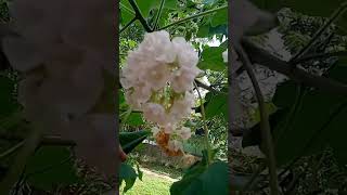 dombeya🌹🌹 mountains flowers naturebeauty shortsvideo viral medicinalplants9 [upl. by Arenahs]