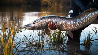 4 JOURS pour PECHER un BROCHET MONSTRE  Stage de pêche des carnassiers au leurre [upl. by Ready]