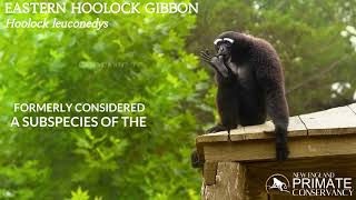 Eastern Hoolock Gibbon [upl. by Wilterdink]