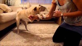 20 Fun Tricks  Norwegian Buhund [upl. by Kensell]