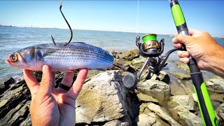 TROPHY BucketList Fish INHALES My Giant Bait while Bank Fishing [upl. by Swart]