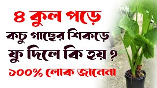 চার কুল পড়ে কচু গাছের শিকড়ে ফু দিলে কি হয়  4 qul padhne ki fazilat  চার কুলের ফজিলত  ৪ কুল কি কি [upl. by Enilrek]