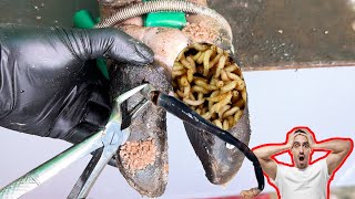 Cut Trim and Cleaning  Screw with Nails WAS STUCK IN cows hoof TL06 [upl. by Neumark]