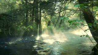 Peaceful Babbling Brook  Lazy Morning Fog  Audio Therapy  4k UHD  Restful and Relaxing [upl. by Annahsal777]