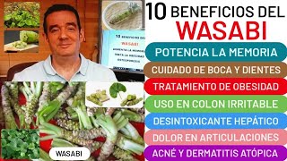 10 BENEFICIOS del🪴WASABI🪴Aumenta la MEMORIA😮⚙️útil en OBESIDAD💪HÍGADO OSTEOPOROSIS🦴CÁNCER👏ACNÉ❤️ [upl. by Ecinereb]