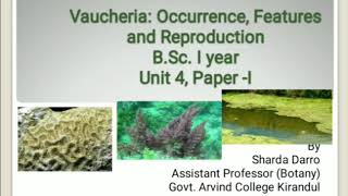 Vaucheria  Occurrence Features amp Reproduction BSc part 1  Shaarda Lectures [upl. by Blankenship]