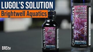 LPS Coral Infections Got You Down Try Dipping With Lugols Solution From Brightwell Aquatics [upl. by Timus]