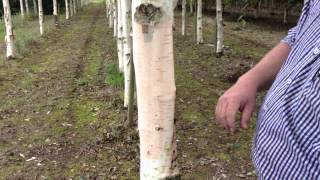 Betula Utilus Subspecies Jacquemontii  the Himalayan Birch  Irish Tree Centre Review [upl. by Inattirb930]