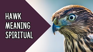 What Is The Spiritual Meaning Of Seeing a Hawk  Hawk Meaning Spiritual [upl. by Rakia]