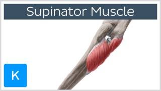 Supinator Muscle  Origins amp Function  Human Anatomy  Kenhub [upl. by Hayashi]