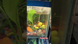 Neon tetra play together in planted aquriyam without CO2 [upl. by Mcmillan]