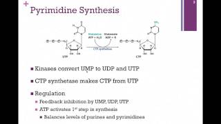 141Pyrimidine Synthesis [upl. by Adila]