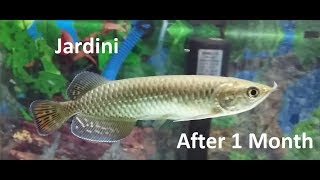 Update My JardiniGolden Pearl Arowana After 1 month [upl. by Atal]