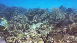 Dominican Republic  Scuba Diving Saona Island May 22 2023 [upl. by Suinuj386]