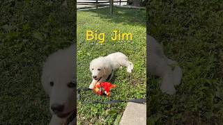 Update on Great Pyrenees puppy with Makenna amp Mamaw dog pyrenees [upl. by Idnor]