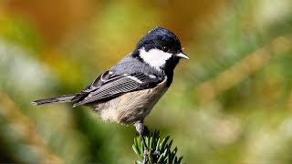 Chant et cris de la Mésange noireSong amp calls of Coal tit [upl. by Packton]