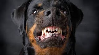 GUTSY the Rottweiler angry and barking our Rottweiler aggressively attacking 👹 [upl. by Pevzner]