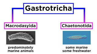 Phylum Gastrotricha Hairybellies [upl. by Enneirb]