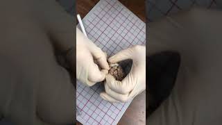 Sheep Brain Removal of Dura Mater Video 1 of 2 [upl. by Apoor]