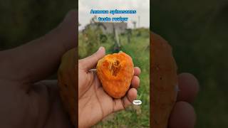 Annona spinescens fruit taste review exoticfruitplants tropicalfruit seethaphal custard apple [upl. by Theodora814]