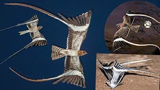 pennantwinged nightjar Caprimulgus vexillarius is a species of nightjar [upl. by Ennairrac]