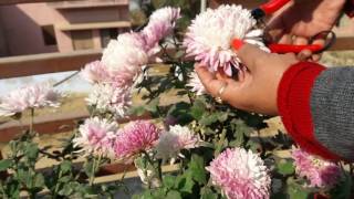 how to grow guldaudi plant and care गुलदाउदी से केसै पाएं इतने फूल [upl. by Arahc408]