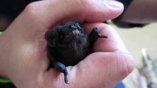 Hungry microbat enjoys his dinner [upl. by Ettevi950]