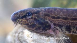 Spined Loach [upl. by Kassab]