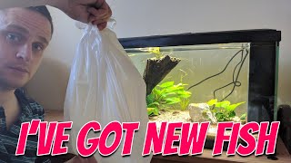 New Tropical Fish For The 60 Litre Aquarium 15 US Gallon Planted Fish Tank [upl. by Leikeze718]