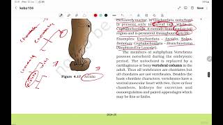 NCERT  BIOLOGY  NEET  CLASS 11  Chapter 4  ANIMAL KINGDOM  Classification of Animal  Part  3 [upl. by Kilah]