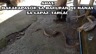 Ahas nakakapasok sa bakuran ni nanay sa Lapaz Tarlac  JTG Kamandag [upl. by Tepper784]