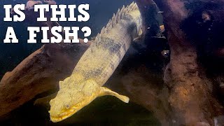 Alligator Dinosaur Lizard Fish A Profile Of The Bichir My New Favorite Aquarium Fish [upl. by Adidnac]