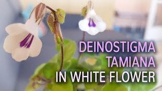 Deinostigma Tamiana in White Flower  11042017 [upl. by Karina]