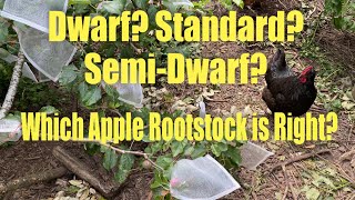 Pick the Right Apple Rootstock for Your Garden [upl. by Dodi]