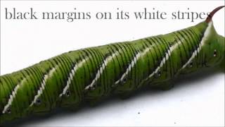 How to ID Two Common Hornworms [upl. by Yhtomit]